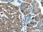 ZG16 Antibody in Immunohistochemistry (Paraffin) (IHC (P))