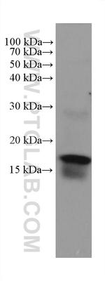 ZG16 Antibody in Western Blot (WB)