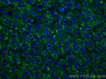 PPP4R1 Antibody in Immunohistochemistry (Paraffin) (IHC (P))