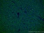 PPP4R1 Antibody in Immunohistochemistry (Paraffin) (IHC (P))