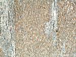 PPP4R1 Antibody in Immunohistochemistry (Paraffin) (IHC (P))