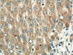 PPP4R1 Antibody in Immunohistochemistry (Paraffin) (IHC (P))