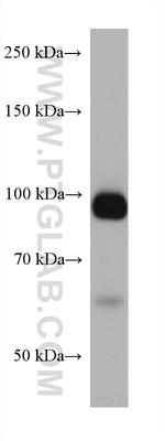 KEL Antibody in Western Blot (WB)