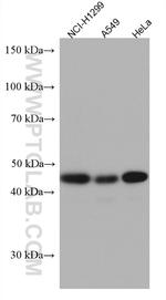 RBMS2 Antibody in Western Blot (WB)