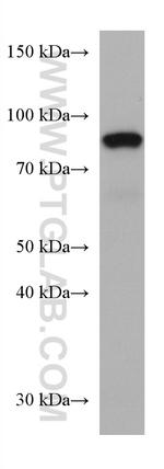 SEMA7A Antibody in Western Blot (WB)