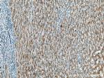 VPS54 Antibody in Immunohistochemistry (Paraffin) (IHC (P))
