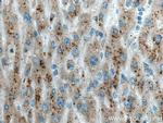 VPS54 Antibody in Immunohistochemistry (Paraffin) (IHC (P))