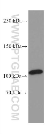 VPS54 Antibody in Western Blot (WB)