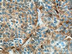 Secretogranin V Antibody in Immunohistochemistry (Paraffin) (IHC (P))