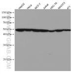 MAT1A Antibody in Western Blot (WB)