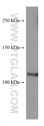 SEC24D Antibody in Western Blot (WB)