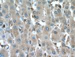 MAP2K2 Antibody in Immunohistochemistry (Paraffin) (IHC (P))