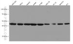 MAP2K2 Antibody in Western Blot (WB)