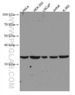 Cyclin C Antibody in Western Blot (WB)