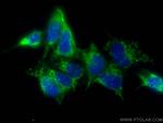ERO1L Antibody in Immunocytochemistry (ICC/IF)