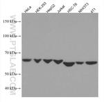 ERO1L Antibody in Western Blot (WB)