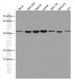 CDCA5 Antibody in Western Blot (WB)