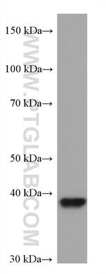 CD72 Antibody in Western Blot (WB)