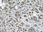 ERP44 Antibody in Immunohistochemistry (Paraffin) (IHC (P))