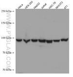 EIF4G2 Antibody in Western Blot (WB)