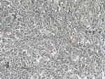 TTPA Antibody in Immunohistochemistry (Paraffin) (IHC (P))