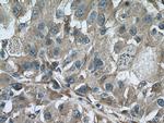 TTPA Antibody in Immunohistochemistry (Paraffin) (IHC (P))