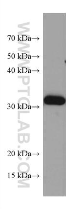 TTPA Antibody in Western Blot (WB)