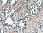 LIPG Antibody in Immunohistochemistry (Paraffin) (IHC (P))