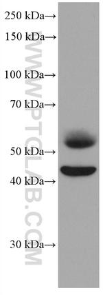 LIPG Antibody in Western Blot (WB)