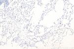 PROX1 Antibody in Immunohistochemistry (Paraffin) (IHC (P))