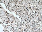 MESDC2 Antibody in Immunohistochemistry (Paraffin) (IHC (P))