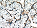 MESDC2 Antibody in Immunohistochemistry (Paraffin) (IHC (P))