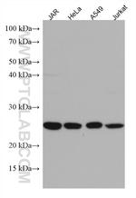 MESDC2 Antibody in Western Blot (WB)