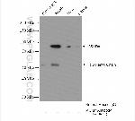 MCM7 Antibody in Immunoprecipitation (IP)