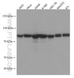 MCM7 Antibody in Western Blot (WB)