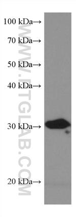 BDH1 Antibody in Western Blot (WB)