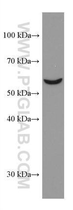 OMA1 Antibody in Western Blot (WB)