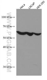OMA1 Antibody in Western Blot (WB)