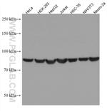 HSP90AB1 Antibody in Western Blot (WB)