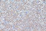TAOK3 Antibody in Immunohistochemistry (Paraffin) (IHC (P))