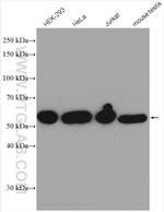 CEP55 Antibody in Western Blot (WB)