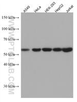 CEP55 Antibody in Western Blot (WB)
