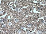 Arfaptin-1 Antibody in Immunohistochemistry (Paraffin) (IHC (P))