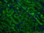 Arfaptin-1 Antibody in Immunohistochemistry (PFA fixed) (IHC (PFA))