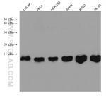 PSMG3 Antibody in Western Blot (WB)