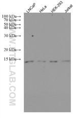 PSMG3 Antibody in Western Blot (WB)
