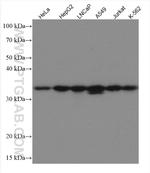 MGME1 Antibody in Western Blot (WB)