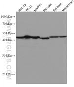 VAT1 Antibody in Western Blot (WB)