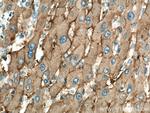 SLC22A7 Antibody in Immunohistochemistry (Paraffin) (IHC (P))