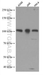 FURIN Antibody in Western Blot (WB)